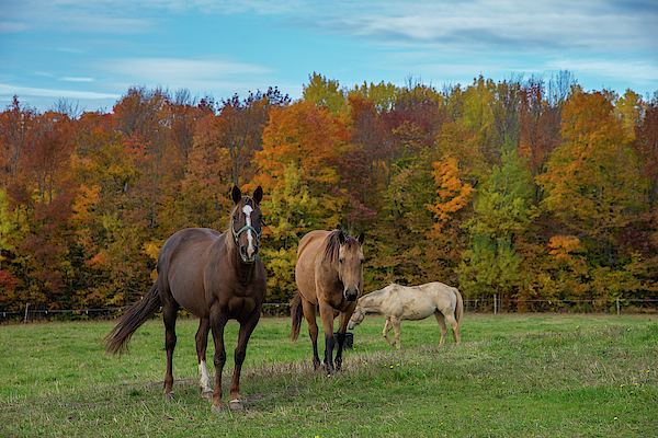 Horses In Autumn by Mark Papke Horses In Autumn by Mark Papke